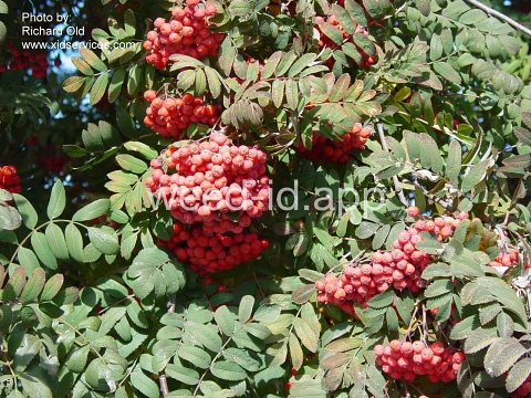 mountain-ash, European